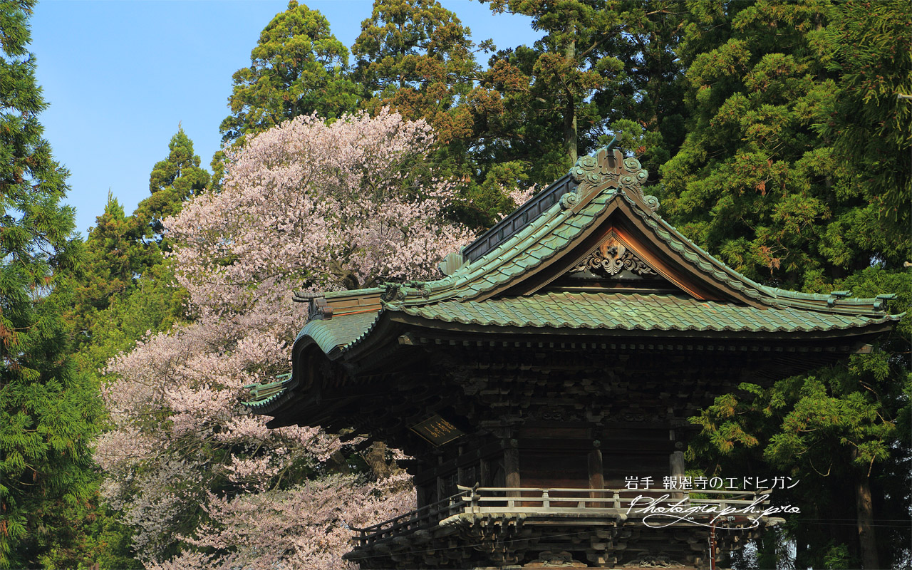 報恩寺のエドヒガン 壁紙