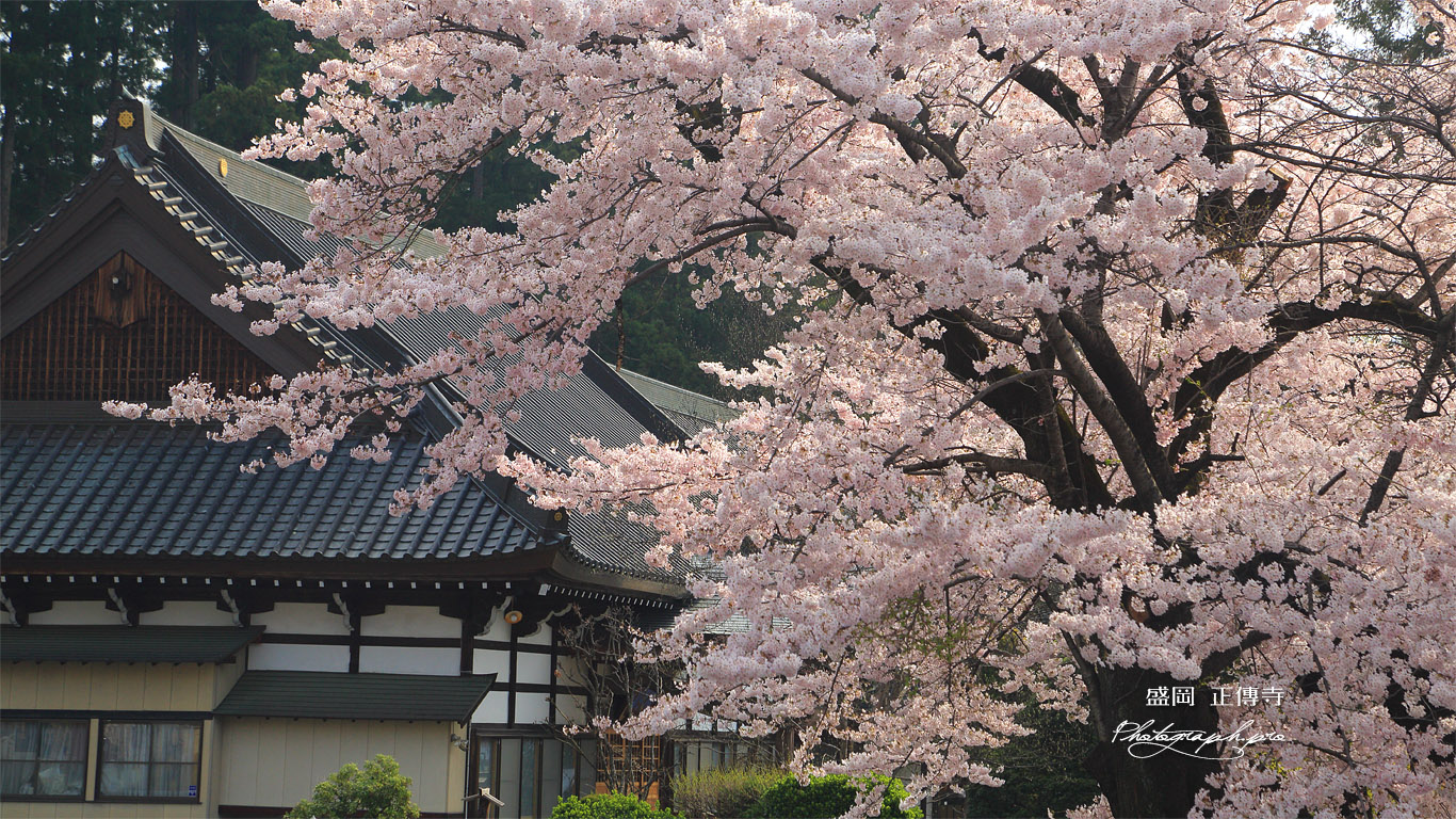 盛岡 正傳寺の桜 壁紙