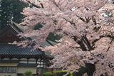 盛岡 正傳寺の桜