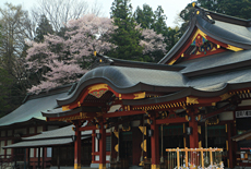 盛岡八幡宮の桜
