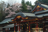 盛岡八幡宮の桜