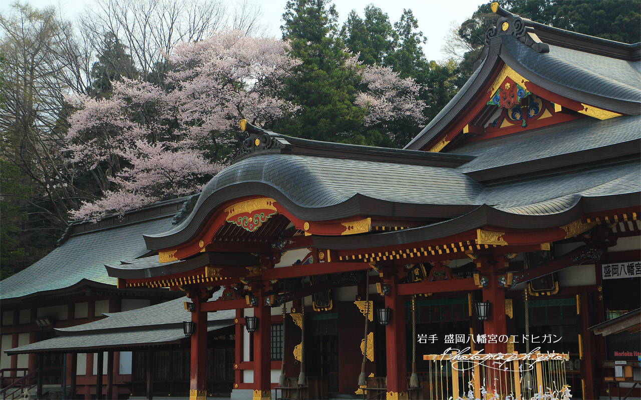 盛岡八幡宮のエドヒガン 壁紙