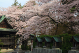 盛岡八幡宮の桜