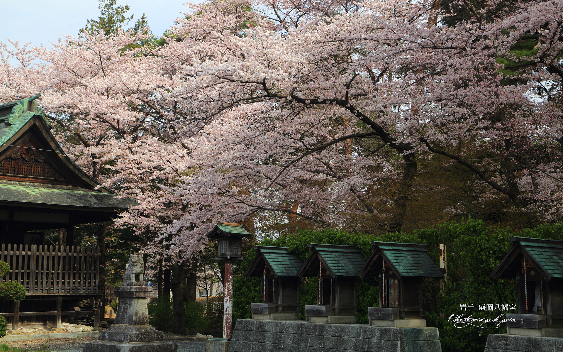 盛岡八幡宮の桜