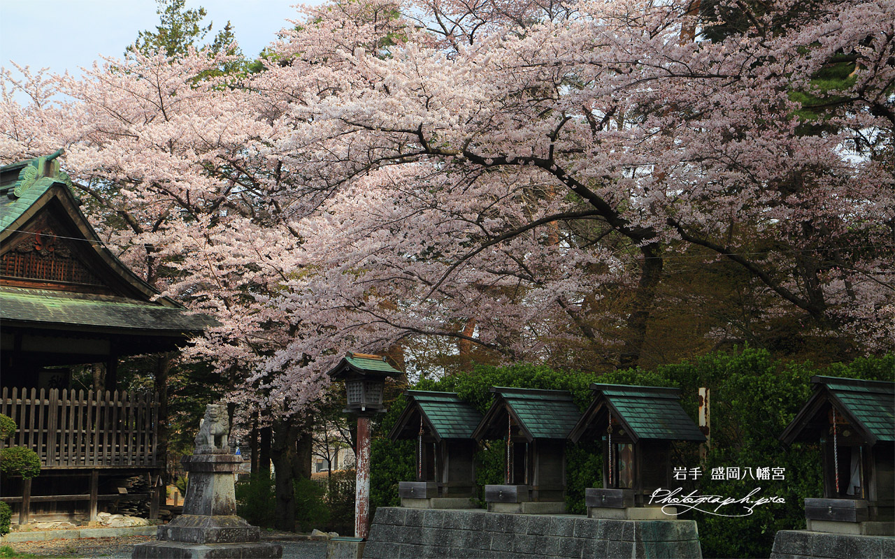 盛岡八幡宮の桜 壁紙