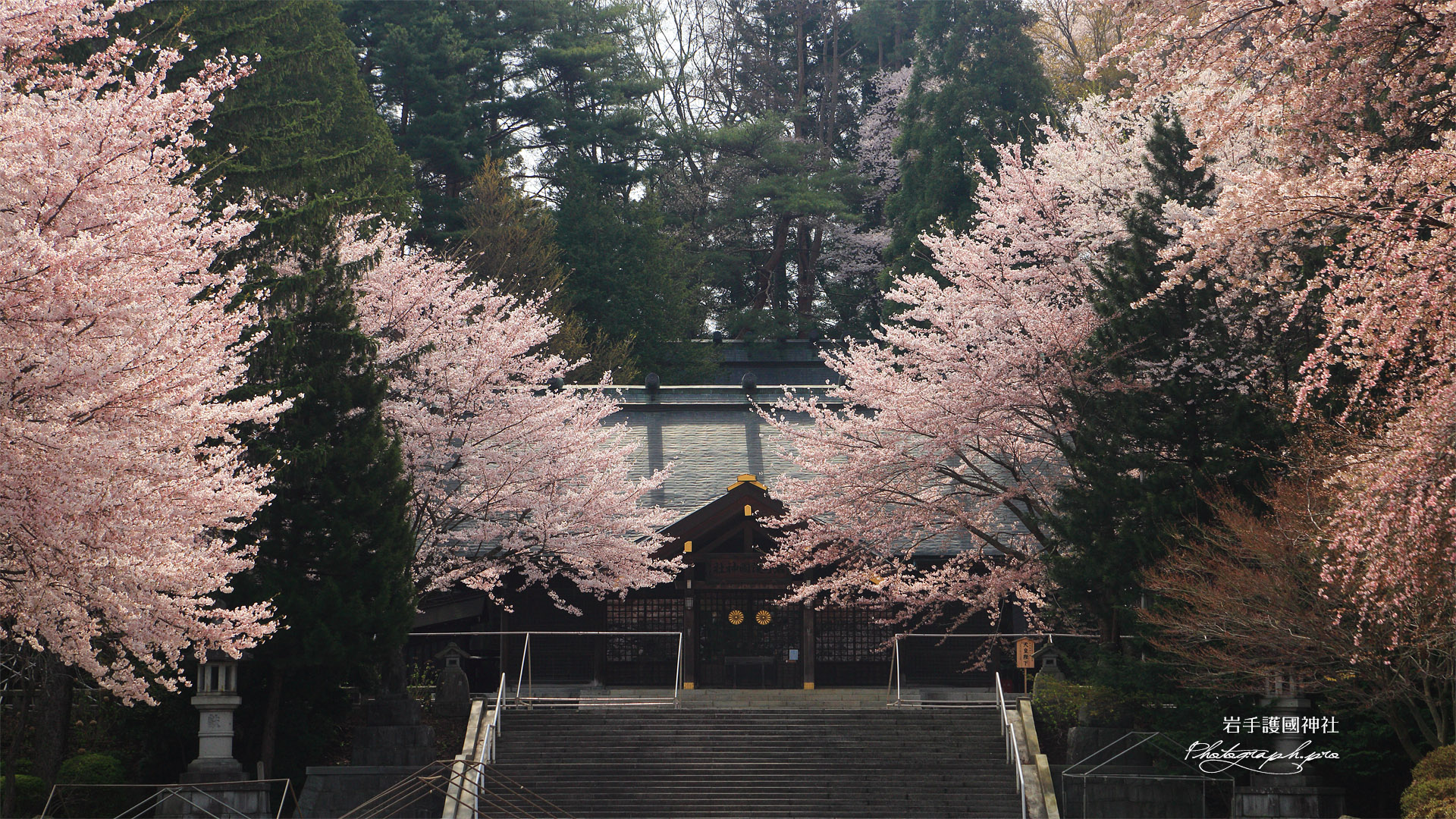岩手護国神社の桜