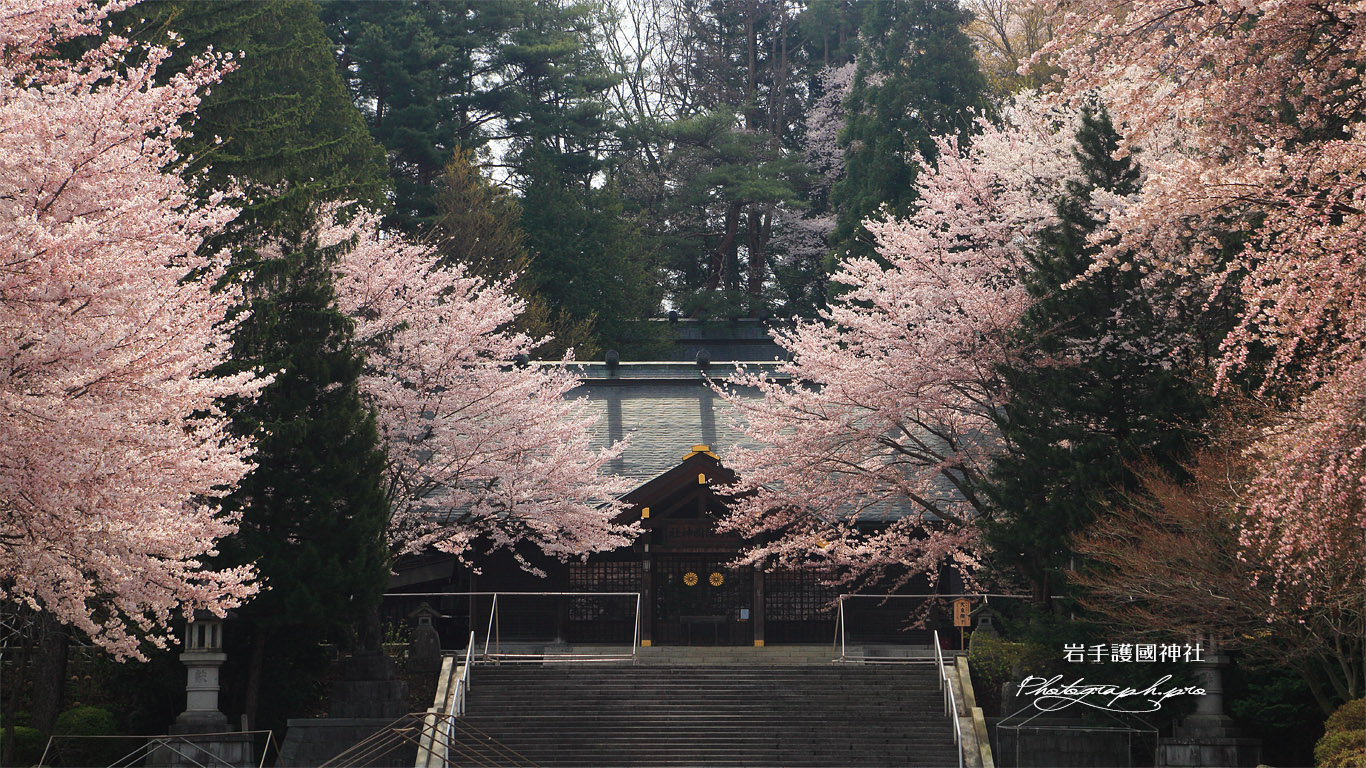 岩手護国神社の桜 壁紙