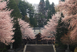 岩手護国神社の桜