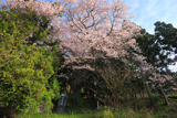宮の目の畑蒔桜