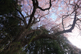 宮の目の畑蒔桜