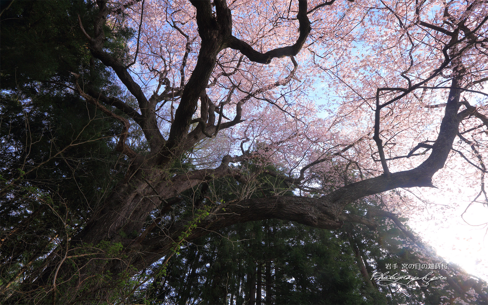 宮の目の畑蒔桜