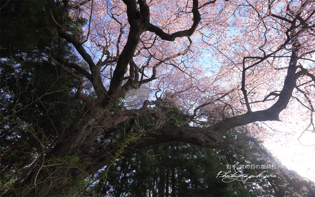 宮の目の畑蒔桜 壁紙