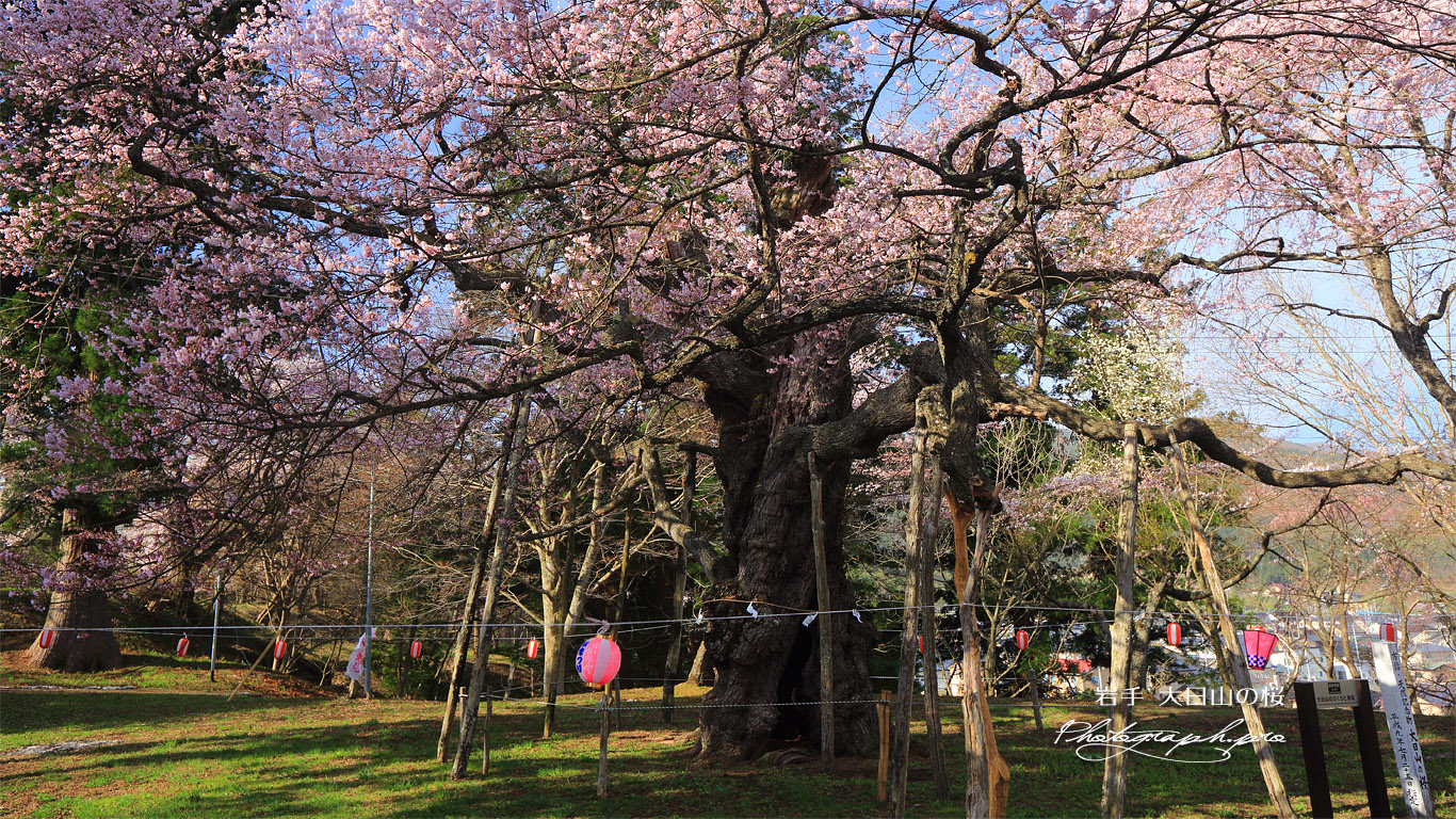 大日山の桜 壁紙