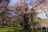 大日山の桜