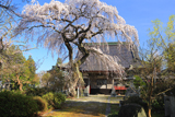 喜清院のシダレ桜