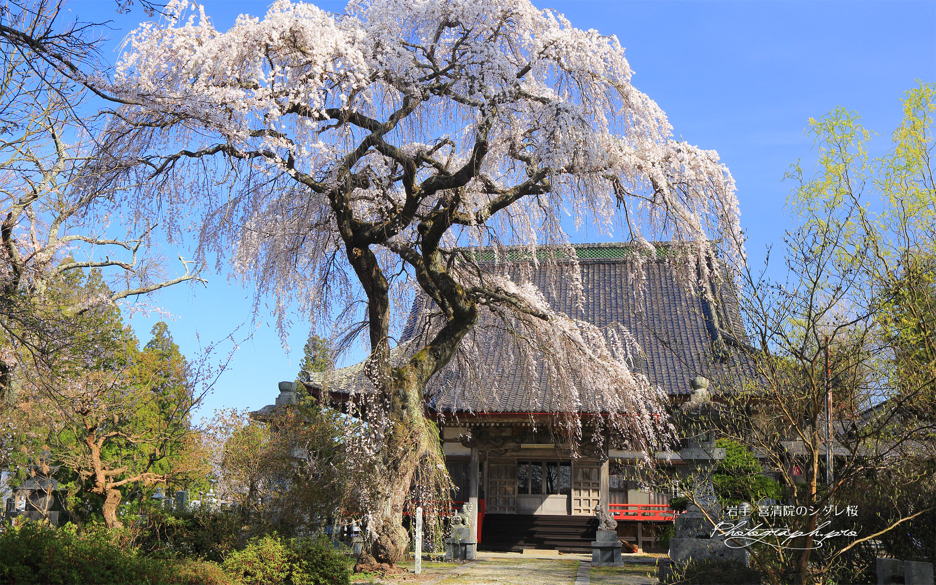 喜清院のシダレ桜