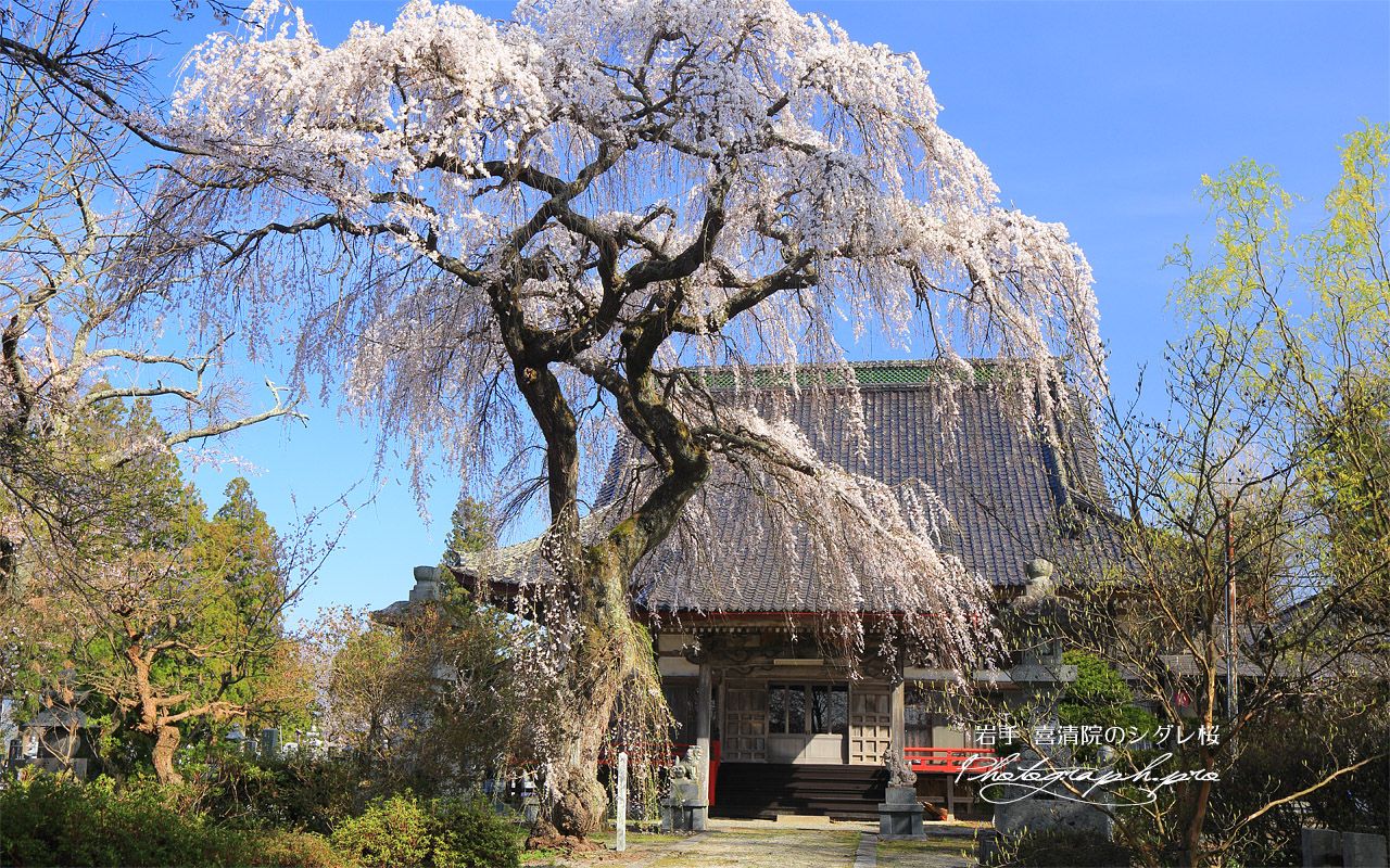 喜清院のシダレ桜 壁紙