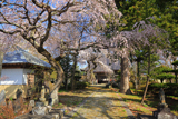喜清院のシダレ桜