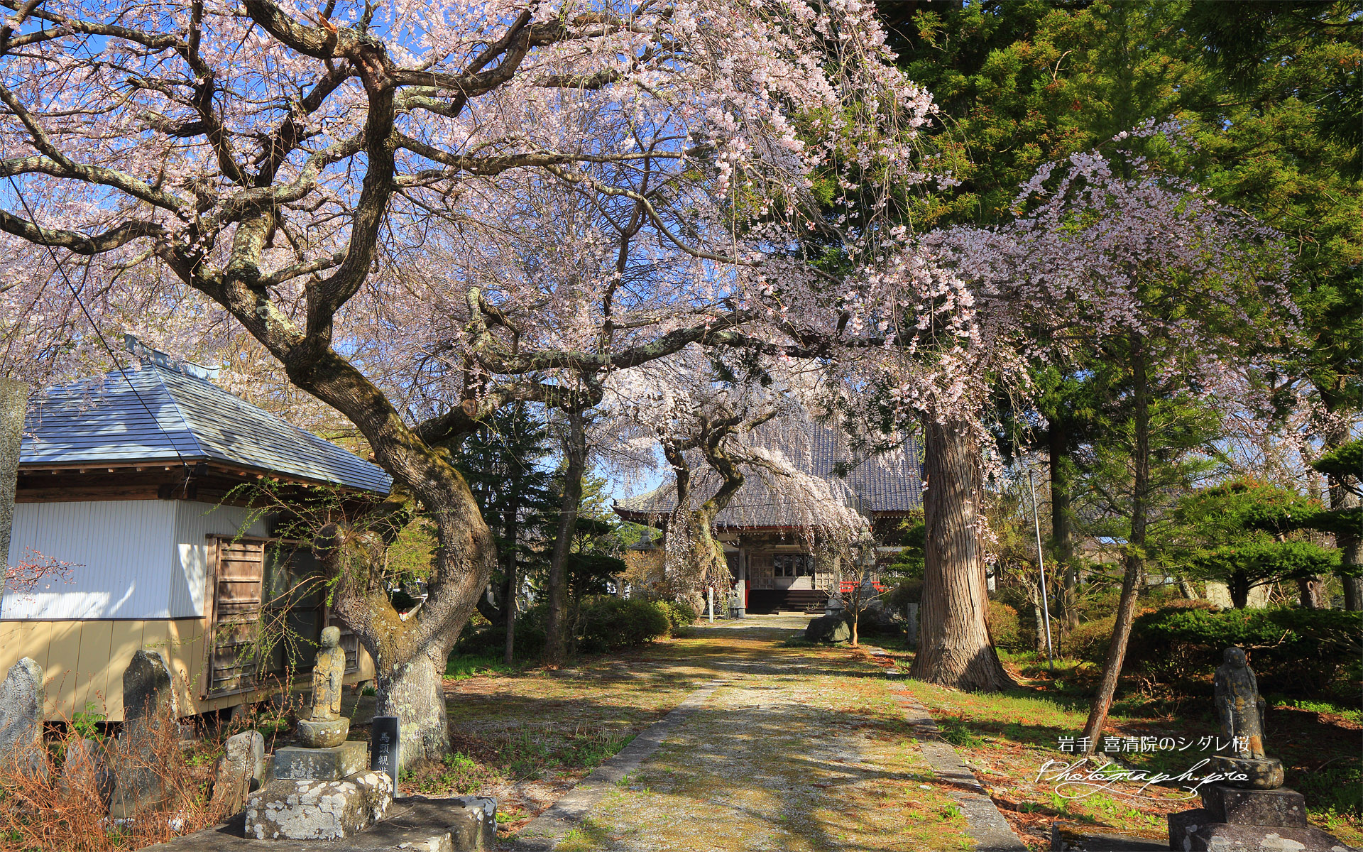 喜清院のシダレ桜