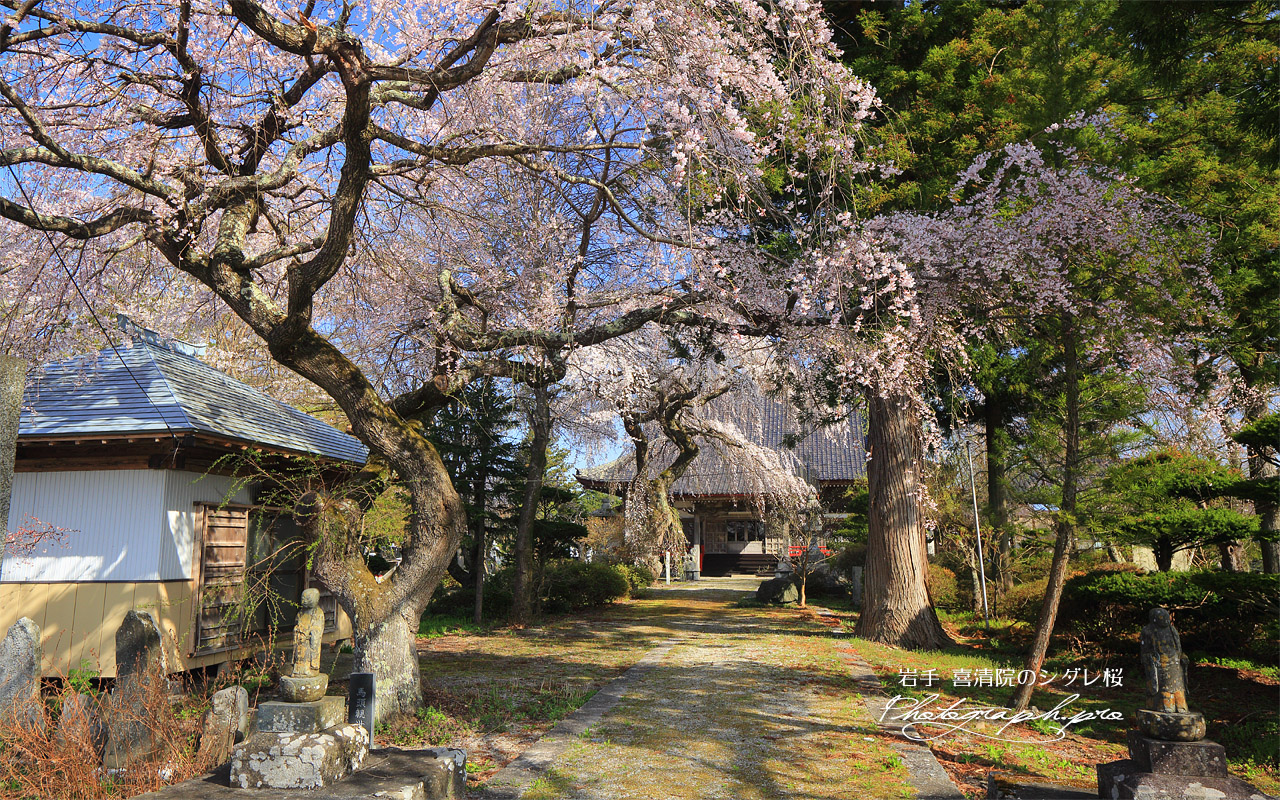 喜清院のシダレ桜 壁紙