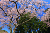 松崎観音の桜