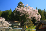 松崎観音の桜