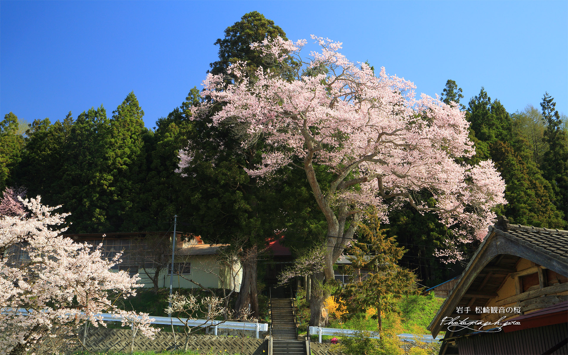 松崎観音の桜
