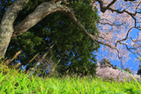 松崎観音の桜