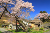 松崎観音の観音桜
