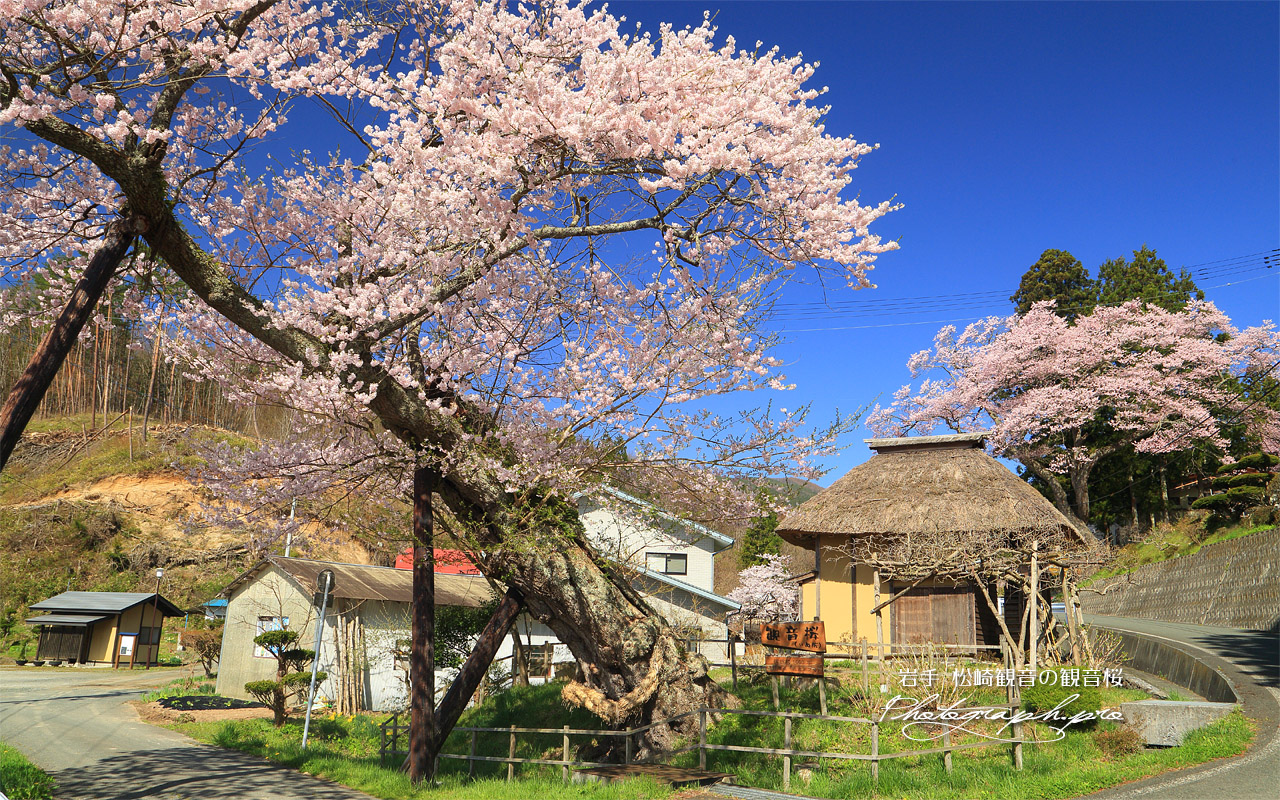 松崎観音の観音桜 壁紙