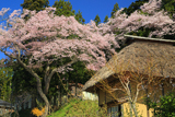 松崎観音の桜
