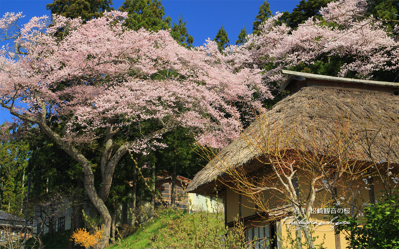 松崎観音の桜 壁紙