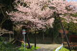 松崎観音の観音桜