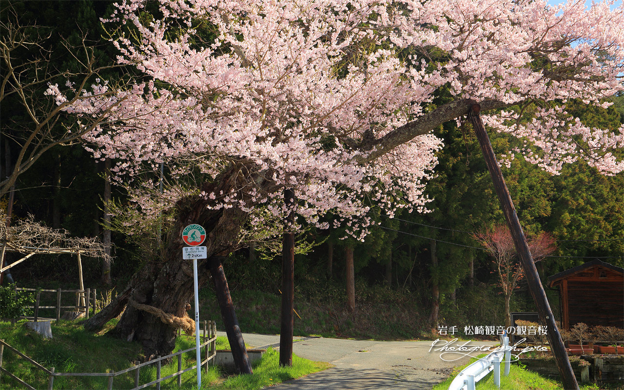 松崎観音の観音桜 壁紙