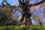 大日山の桜