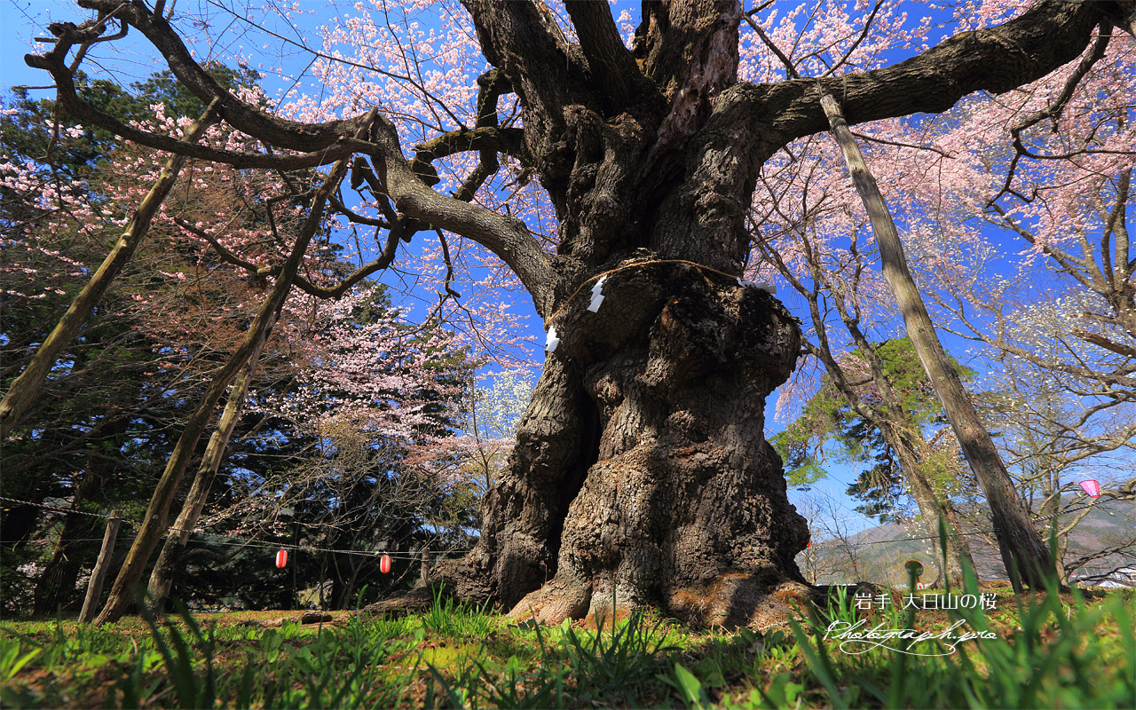 大日山の桜 壁紙