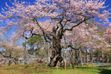大日山の桜