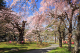 大日山の桜