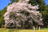 元八幡宮の夫婦杉桜