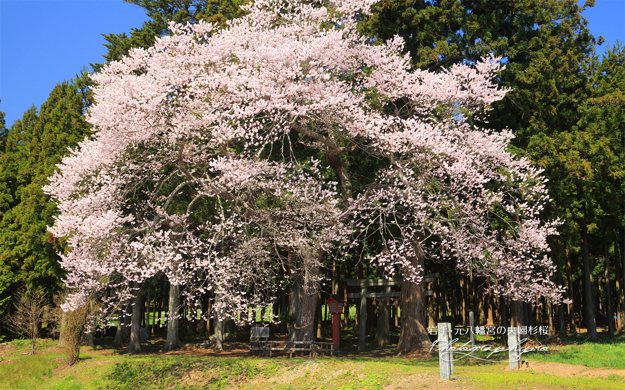 元八幡宮の夫婦杉桜 壁紙