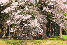 元八幡宮の夫婦杉桜