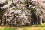 元八幡宮の夫婦杉桜