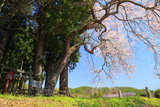 元八幡宮の夫婦杉桜