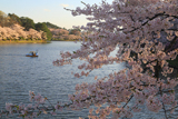 高松公園の桜