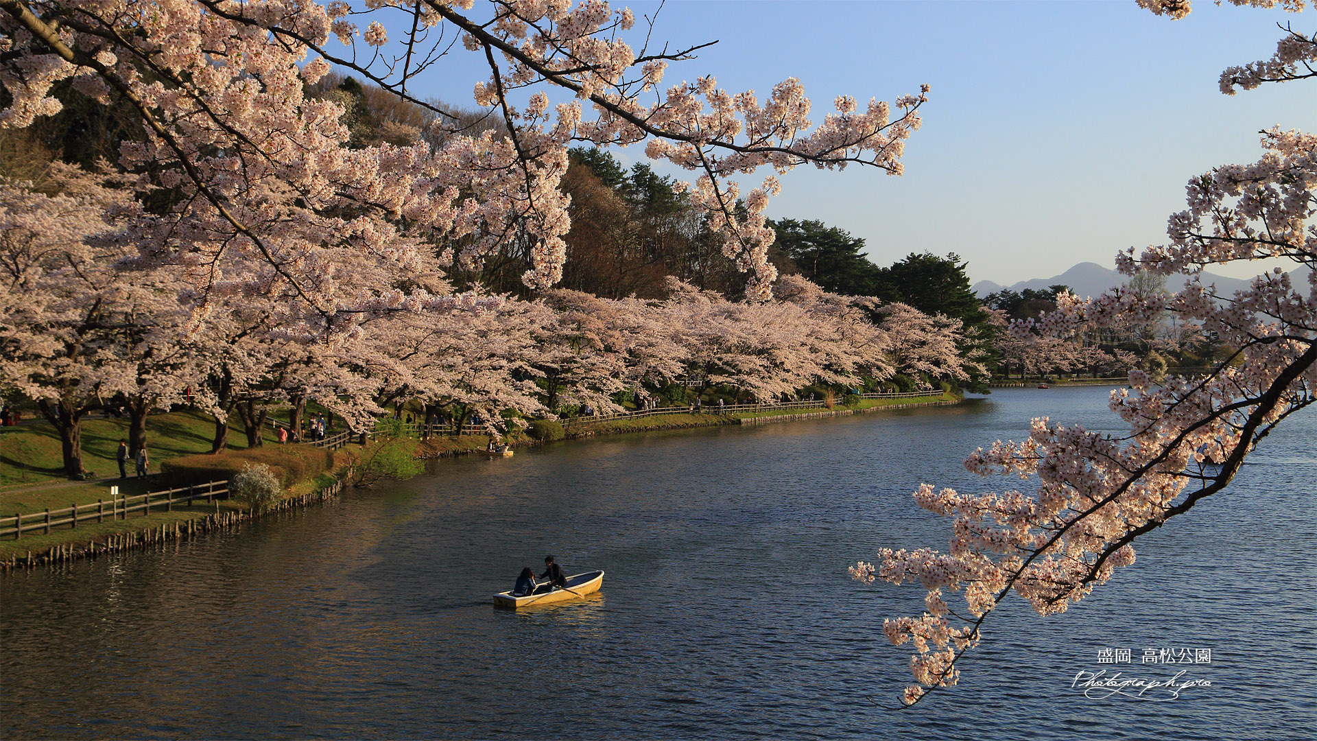 高松公園の桜