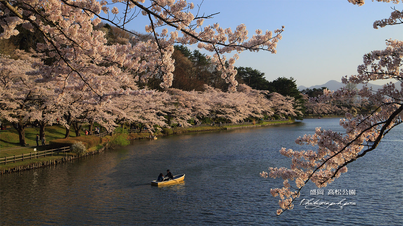 高松公園の桜 壁紙