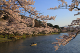 高松公園の桜