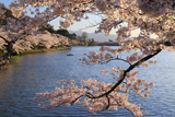 高松公園の桜