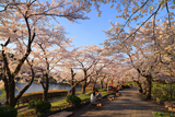 高松公園の桜