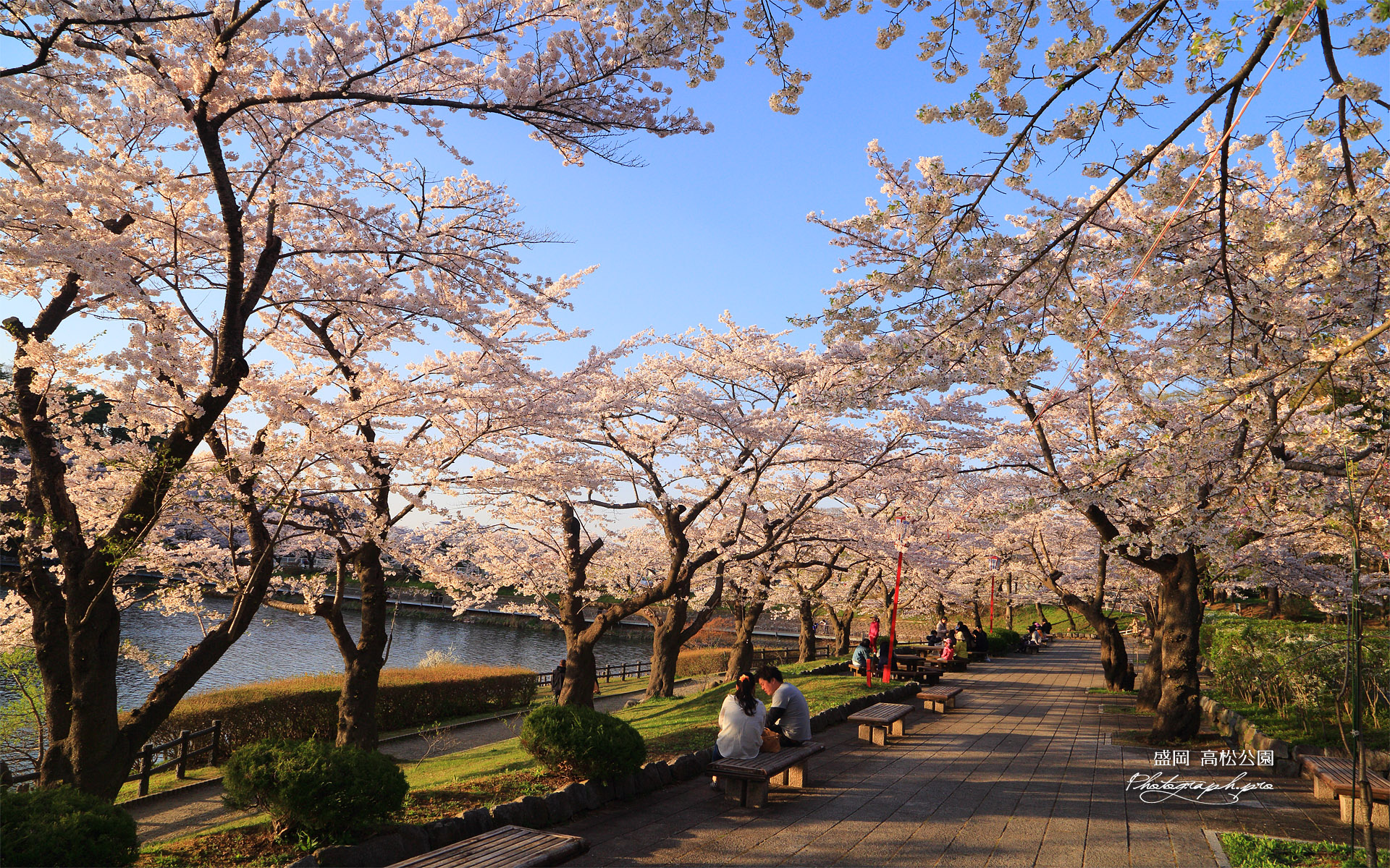 高松公園の桜